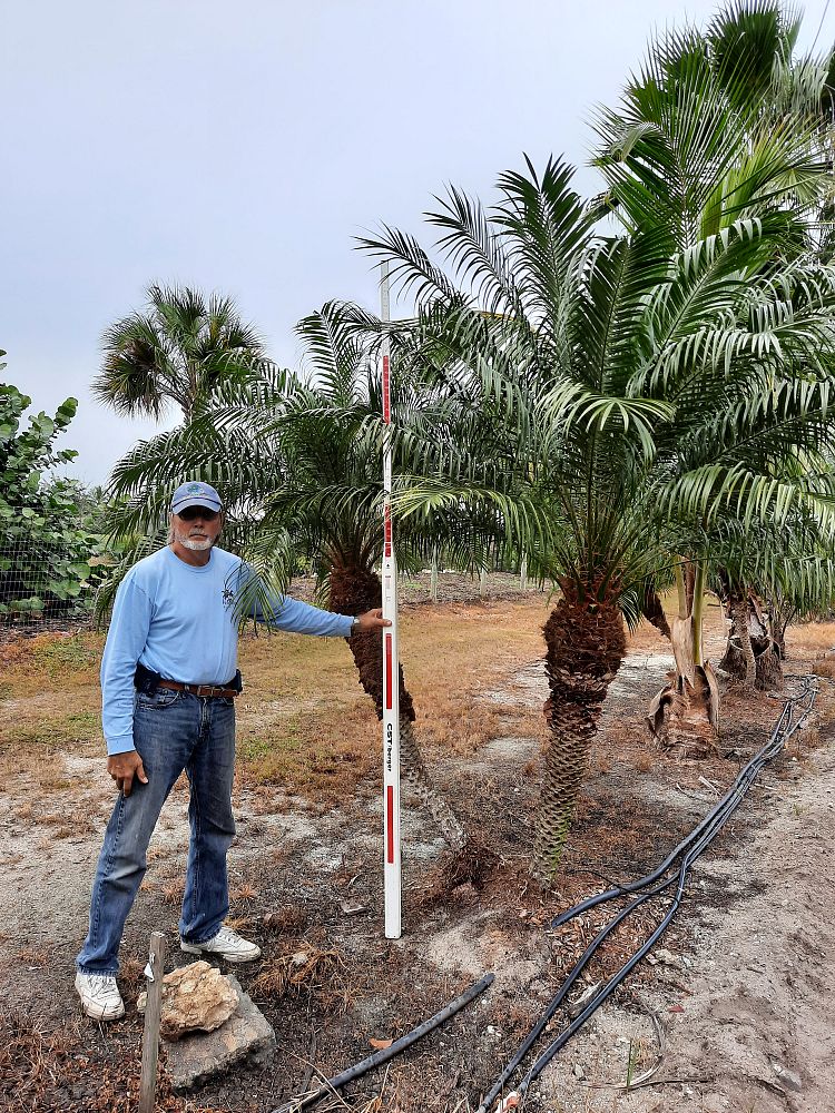 phoenix-roebelenii-pygmy-date-palm-roebelenii-palm