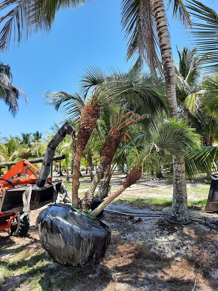 phoenix-roebelenii-pygmy-date-palm-roebelenii-palm