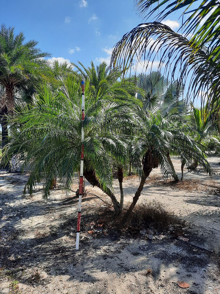 phoenix-roebelenii-pygmy-date-palm-roebelenii-palm