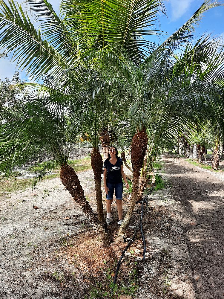 phoenix-roebelenii-pygmy-date-palm-roebelenii-palm