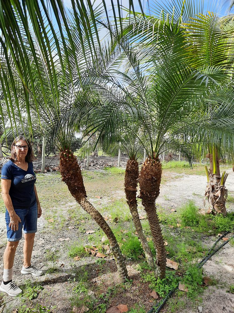phoenix-roebelenii-pygmy-date-palm-roebelenii-palm