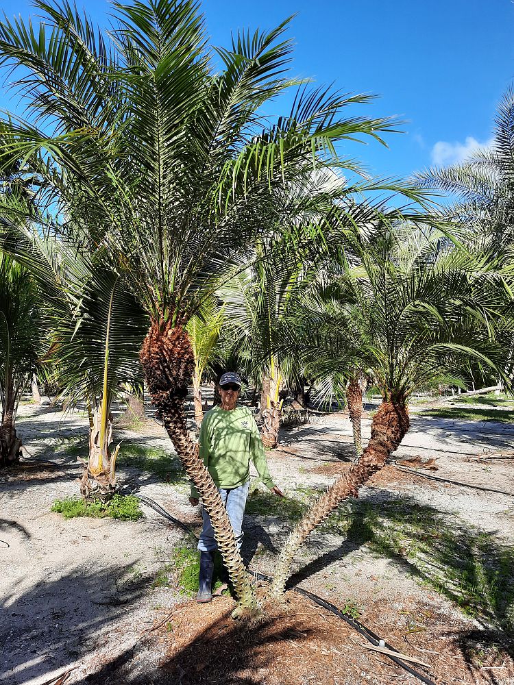 phoenix-roebelenii-pygmy-date-palm-roebelenii-palm
