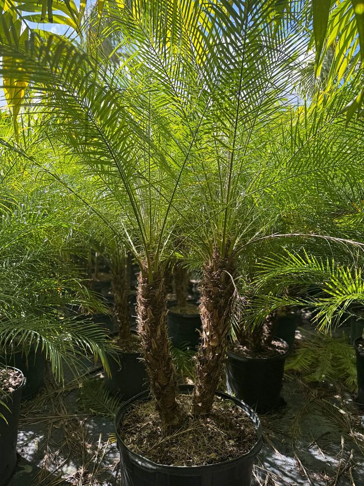 phoenix-roebelenii-pygmy-date-palm-roebelenii-palm
