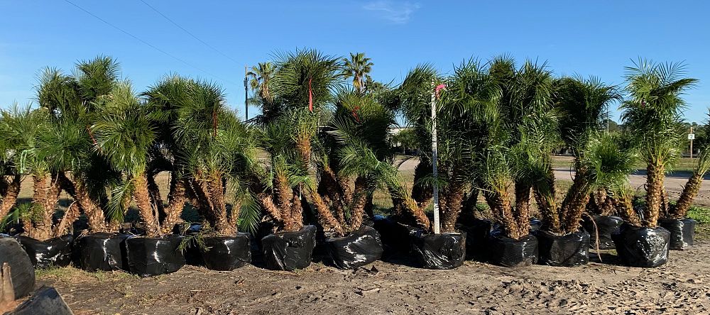 phoenix-roebelenii-pygmy-date-palm-roebelenii-palm