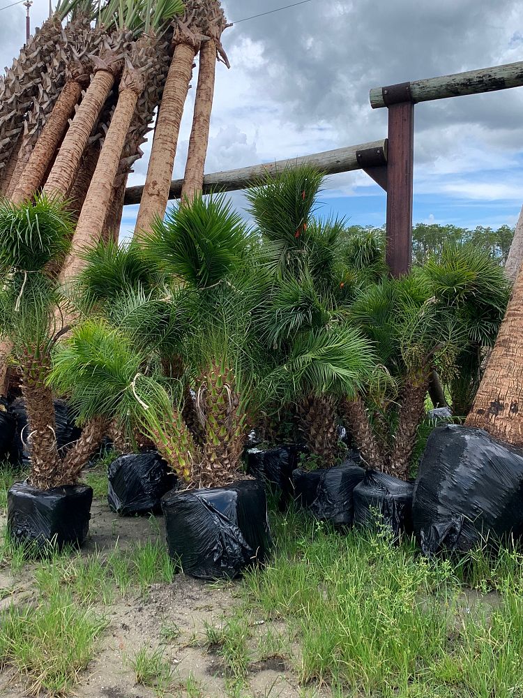 phoenix-roebelenii-pygmy-date-palm-roebelenii-palm