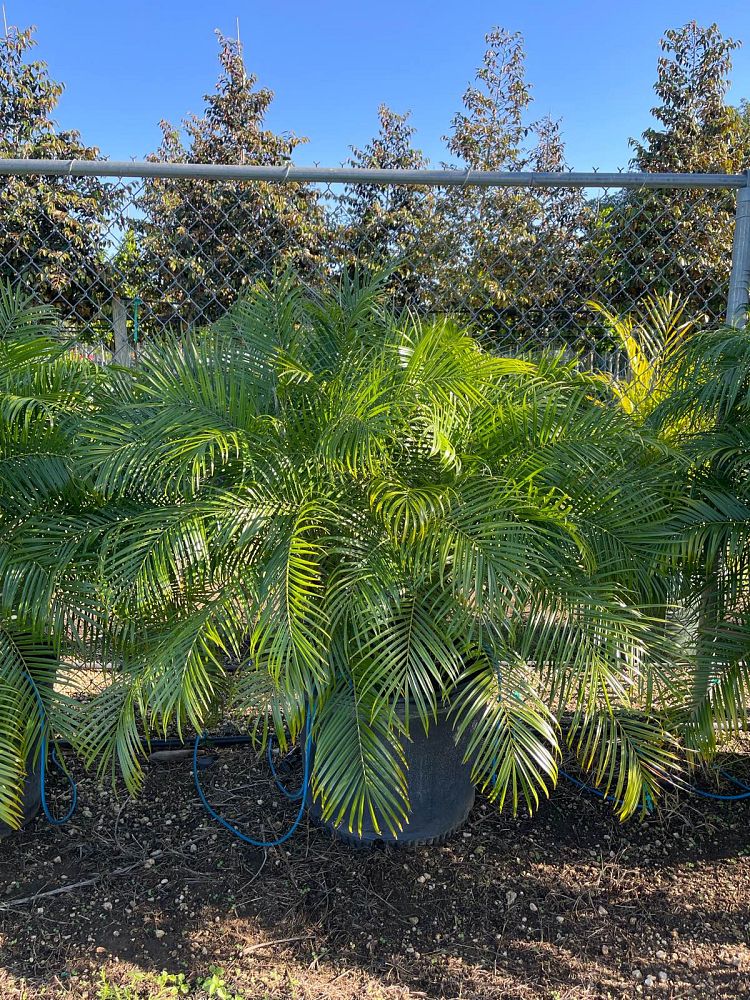 phoenix-roebelenii-pygmy-date-palm-roebelenii-palm