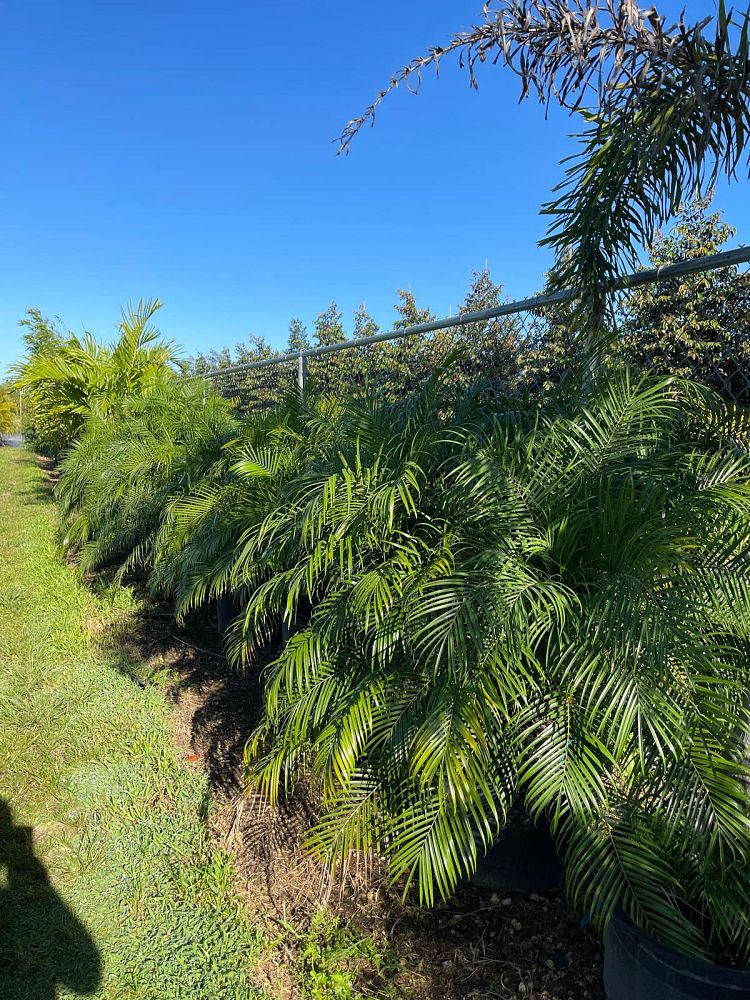 phoenix-roebelenii-pygmy-date-palm-roebelenii-palm