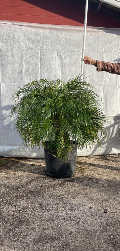 phoenix-roebelenii-pygmy-date-palm-roebelenii-palm