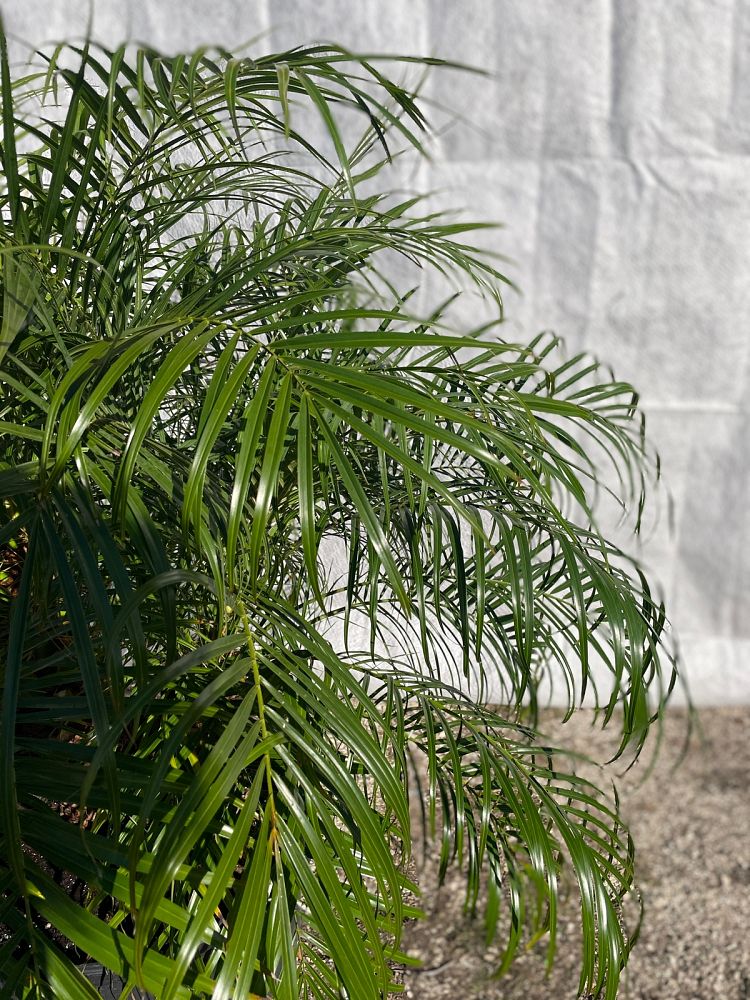 phoenix-roebelenii-pygmy-date-palm-roebelenii-palm