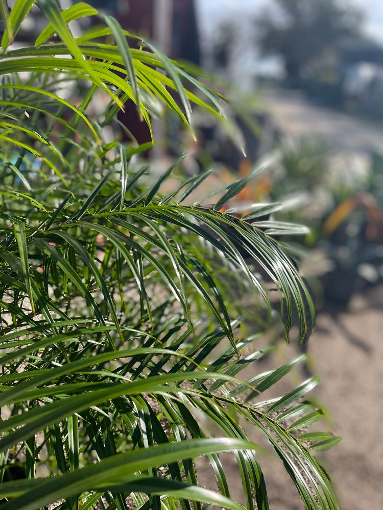 phoenix-roebelenii-pygmy-date-palm-roebelenii-palm