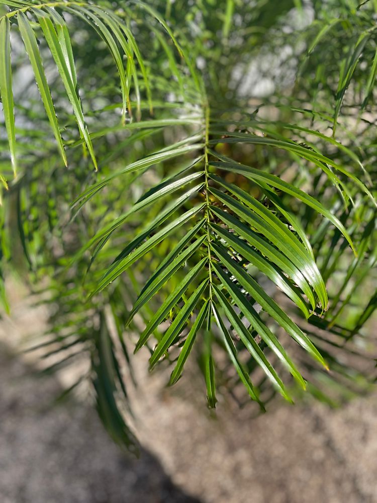 phoenix-roebelenii-pygmy-date-palm-roebelenii-palm