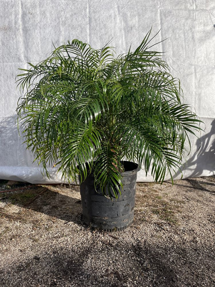 phoenix-roebelenii-pygmy-date-palm-roebelenii-palm