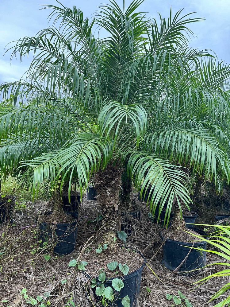 phoenix-roebelenii-pygmy-date-palm-roebelenii-palm