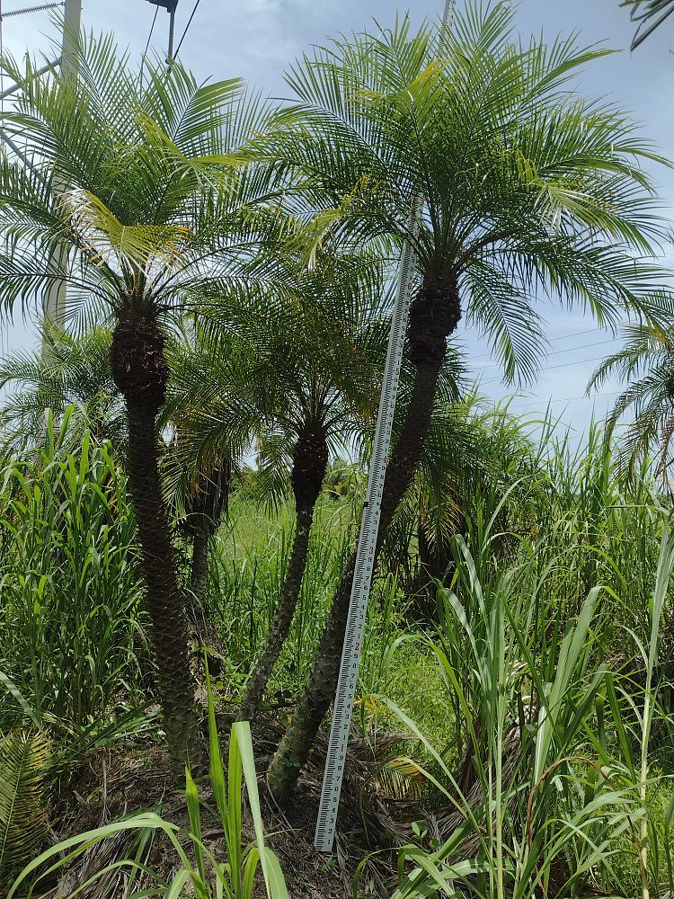 phoenix-roebelenii-pygmy-date-palm-roebelenii-palm