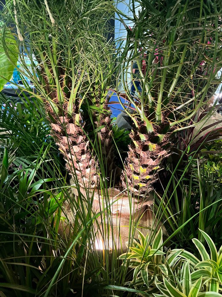 phoenix-roebelenii-pygmy-date-palm-roebelenii-palm