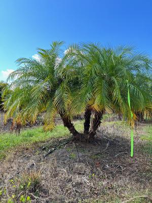 phoenix-roebelenii-pygmy-date-palm-roebelenii-palm