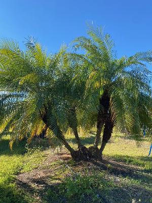 phoenix-roebelenii-pygmy-date-palm-roebelenii-palm