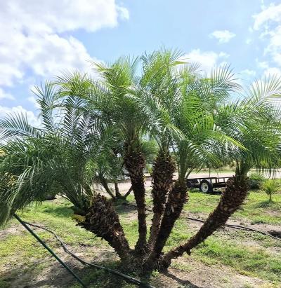 phoenix-roebelenii-pygmy-date-palm-roebelenii-palm