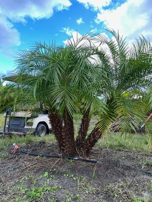 phoenix-roebelenii-pygmy-date-palm-roebelenii-palm