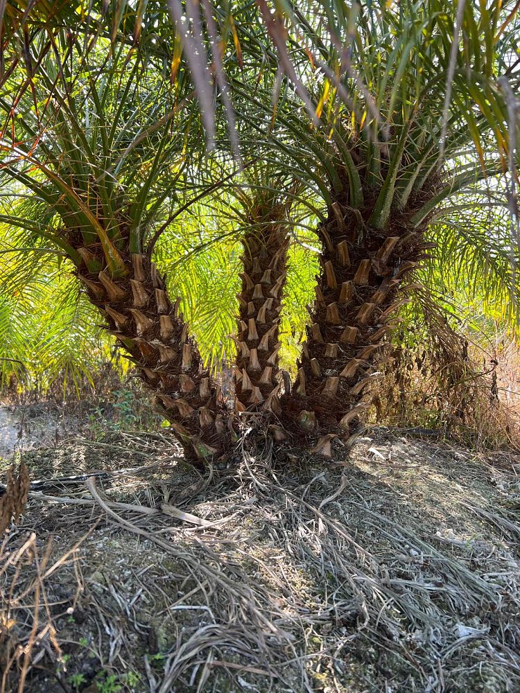 phoenix-roebelenii-pygmy-date-palm-roebelenii-palm