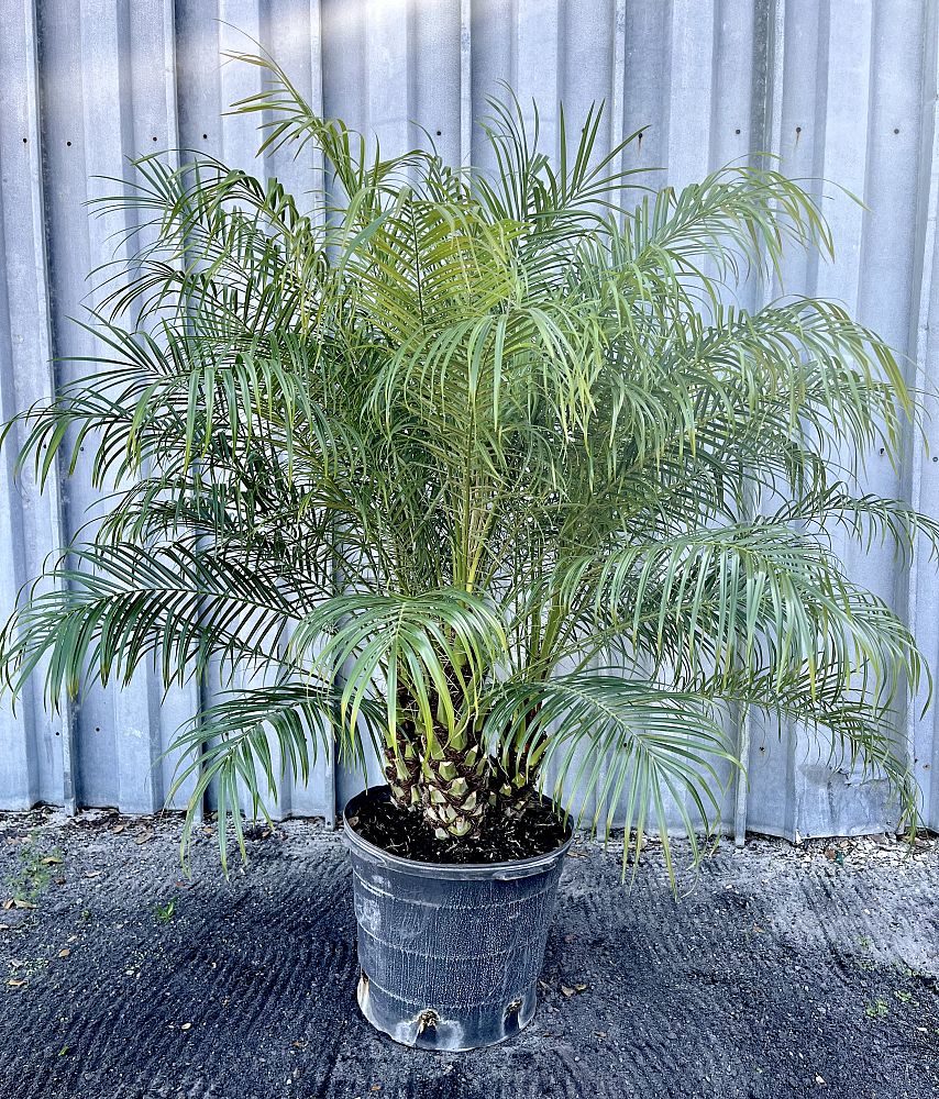 phoenix-roebelenii-pygmy-date-palm-roebelenii-palm
