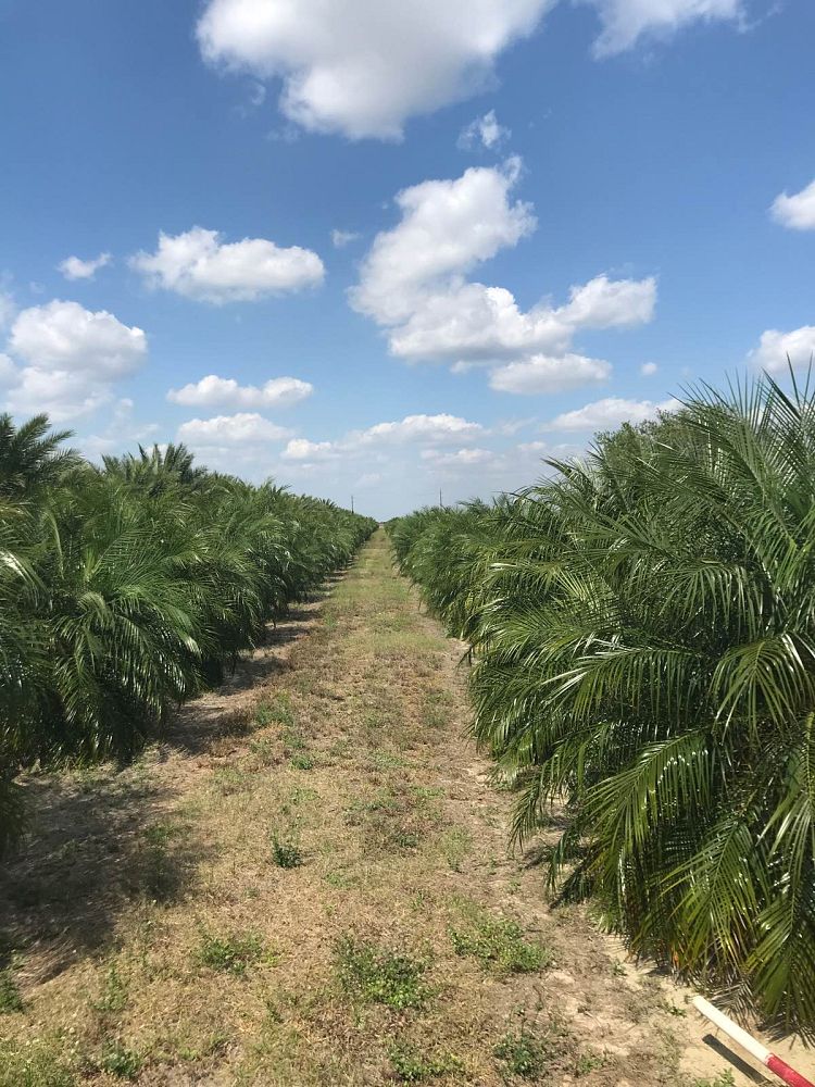 phoenix-roebelenii-pygmy-date-palm-roebelenii-palm