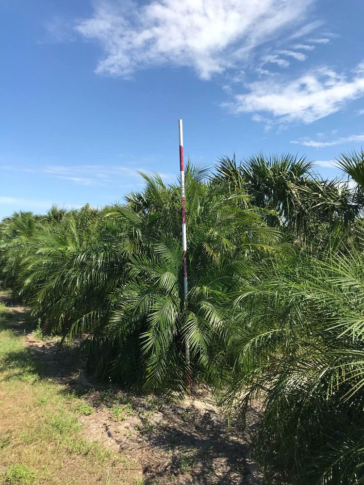 phoenix-roebelenii-pygmy-date-palm-roebelenii-palm