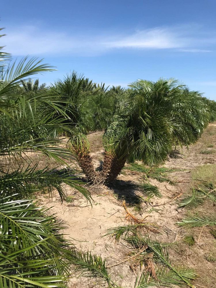 phoenix-roebelenii-pygmy-date-palm-roebelenii-palm