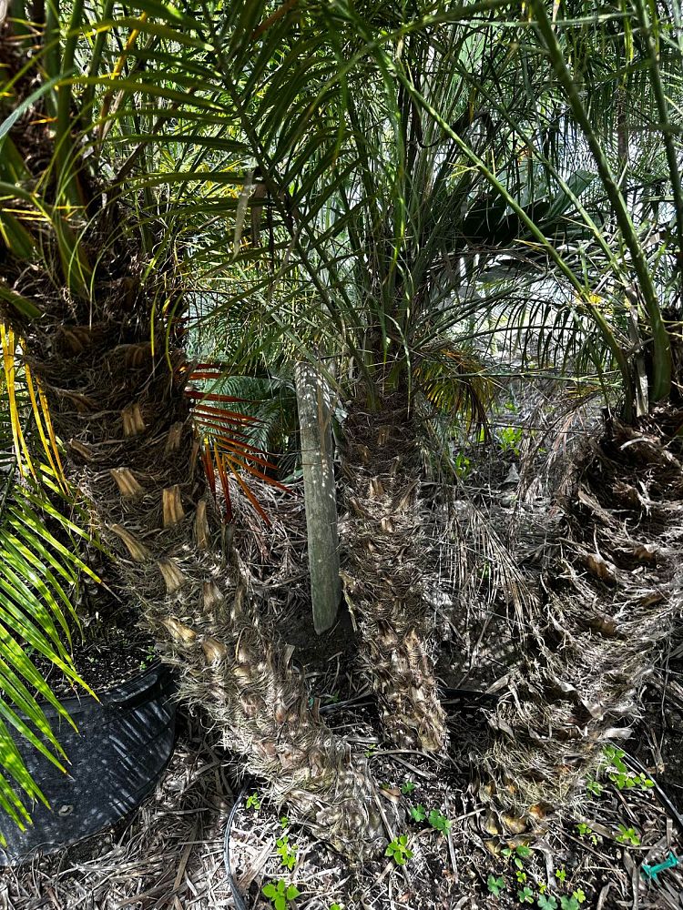 phoenix-roebelenii-pygmy-date-palm-roebelenii-palm