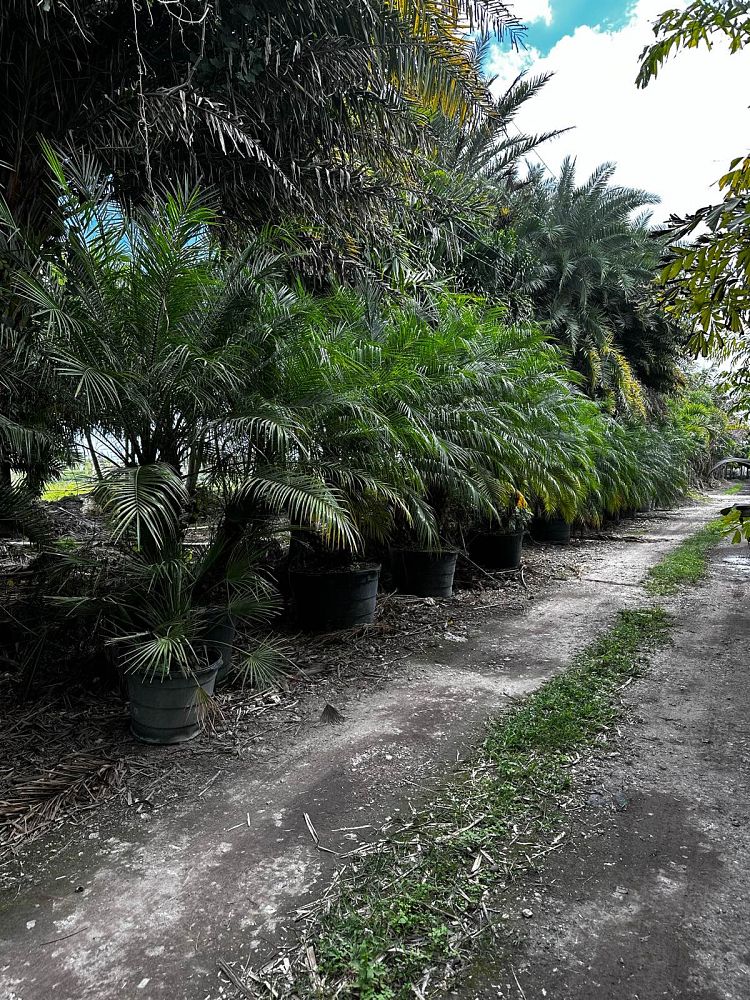 phoenix-roebelenii-pygmy-date-palm-roebelenii-palm