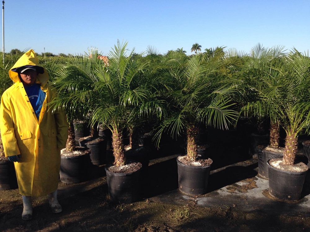 phoenix-roebelenii-pygmy-date-palm-roebelenii-palm