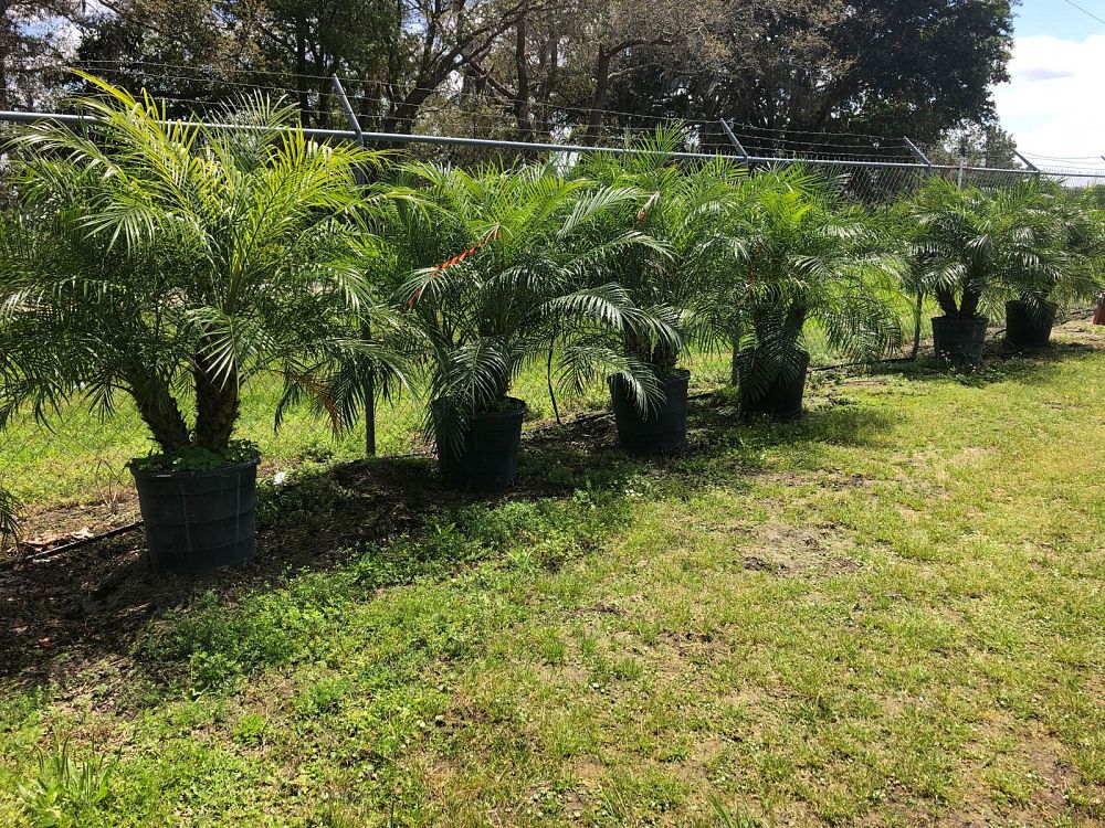 phoenix-roebelenii-pygmy-date-palm-roebelenii-palm