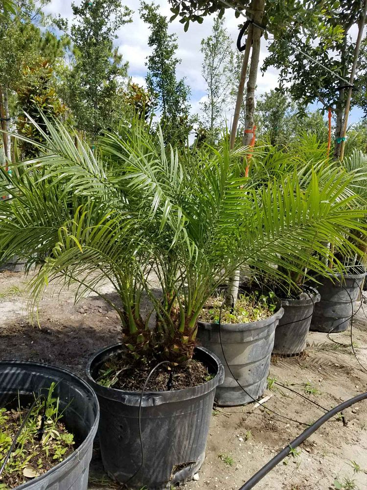 phoenix-roebelenii-pygmy-date-palm-roebelenii-palm