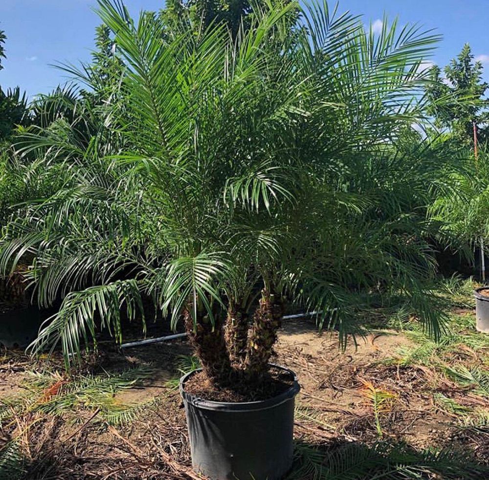 phoenix-roebelenii-pygmy-date-palm-roebelenii-palm