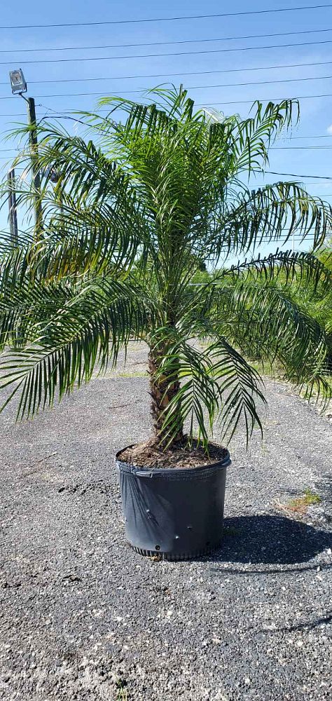 phoenix-roebelenii-pygmy-date-palm-roebelenii-palm