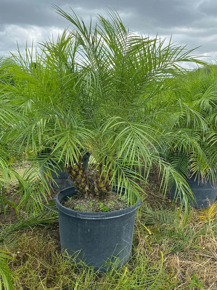 phoenix-roebelenii-pygmy-date-palm-roebelenii-palm