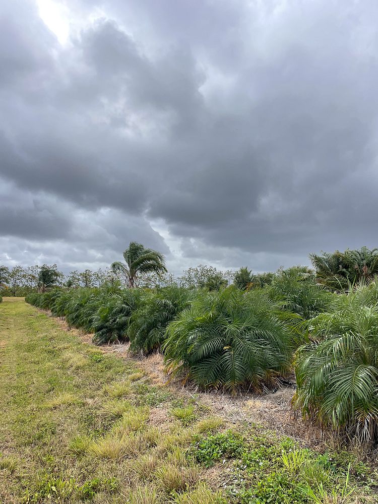 phoenix-roebelenii-pygmy-date-palm-roebelenii-palm