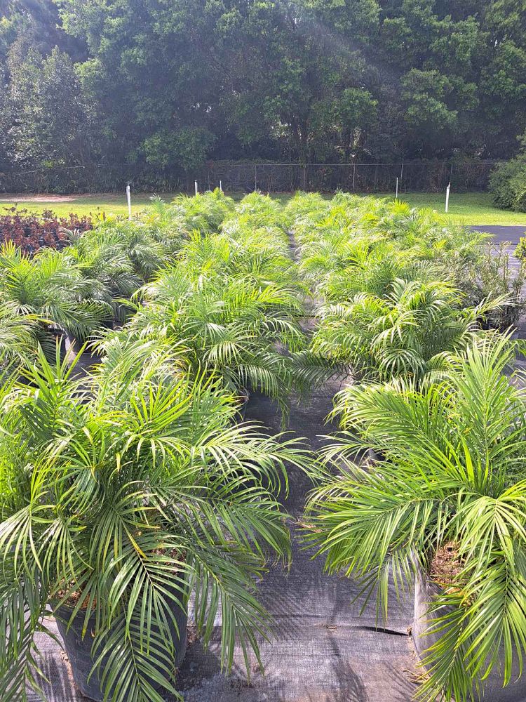 phoenix-roebelenii-pygmy-date-palm-roebelenii-palm