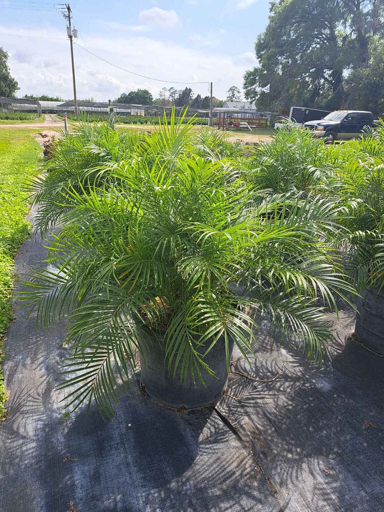 phoenix-roebelenii-pygmy-date-palm-roebelenii-palm