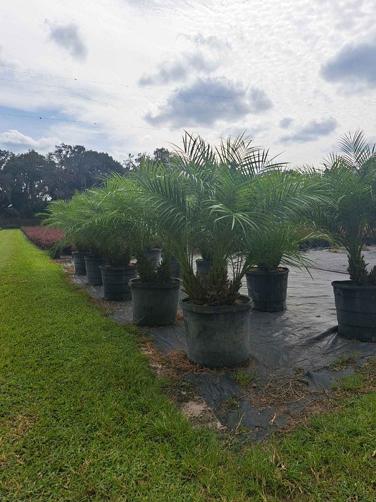 phoenix-roebelenii-pygmy-date-palm-roebelenii-palm