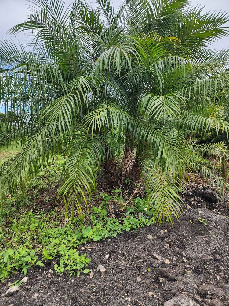 phoenix-roebelenii-pygmy-date-palm-roebelenii-palm