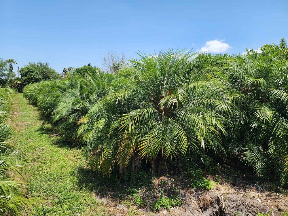 phoenix-roebelenii-pygmy-date-palm-roebelenii-palm