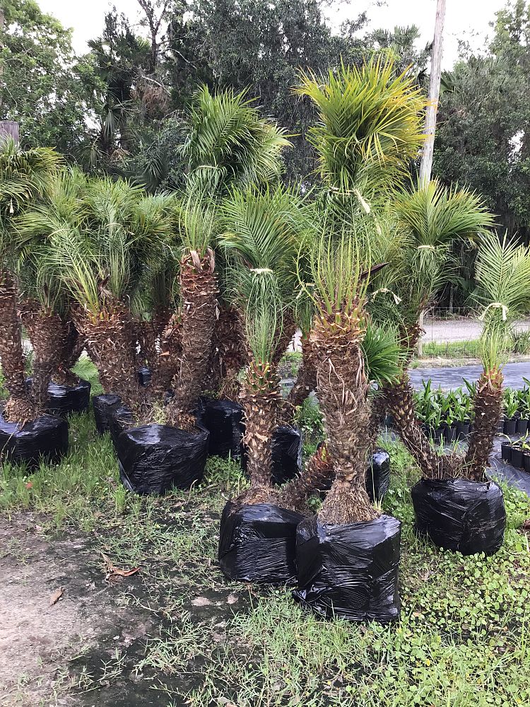 phoenix-roebelenii-pygmy-date-palm-roebelenii-palm
