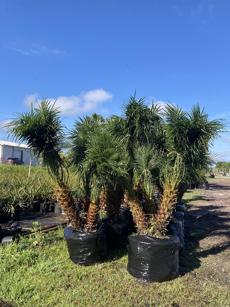 phoenix-roebelenii-pygmy-date-palm-roebelenii-palm
