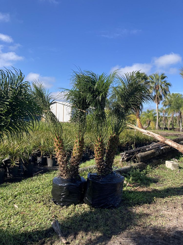 phoenix-roebelenii-pygmy-date-palm-roebelenii-palm