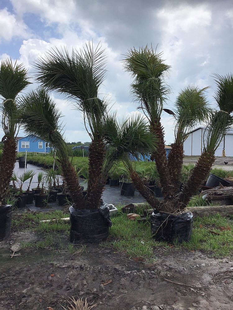 phoenix-roebelenii-pygmy-date-palm-roebelenii-palm