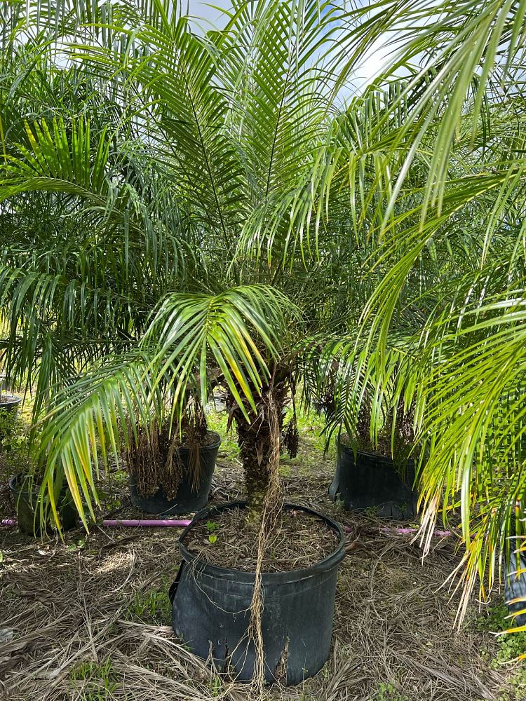 phoenix-roebelenii-pygmy-date-palm-roebelenii-palm