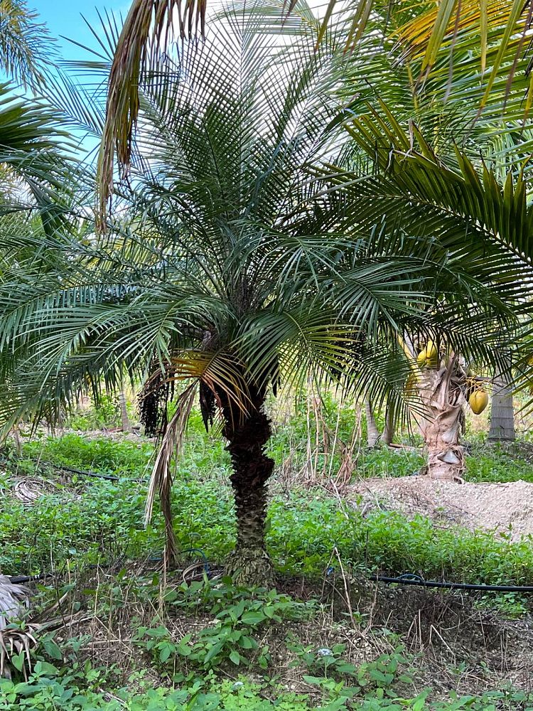 phoenix-roebelenii-pygmy-date-palm-roebelenii-palm