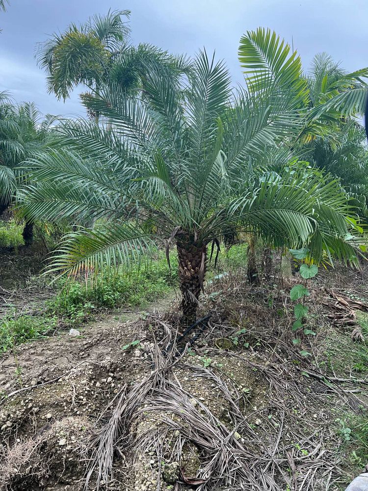 phoenix-roebelenii-pygmy-date-palm-roebelenii-palm