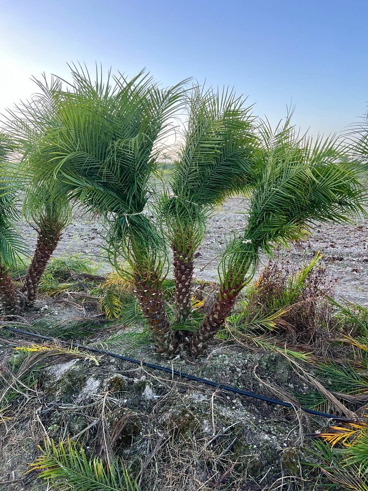 phoenix-roebelenii-pygmy-date-palm-roebelenii-palm